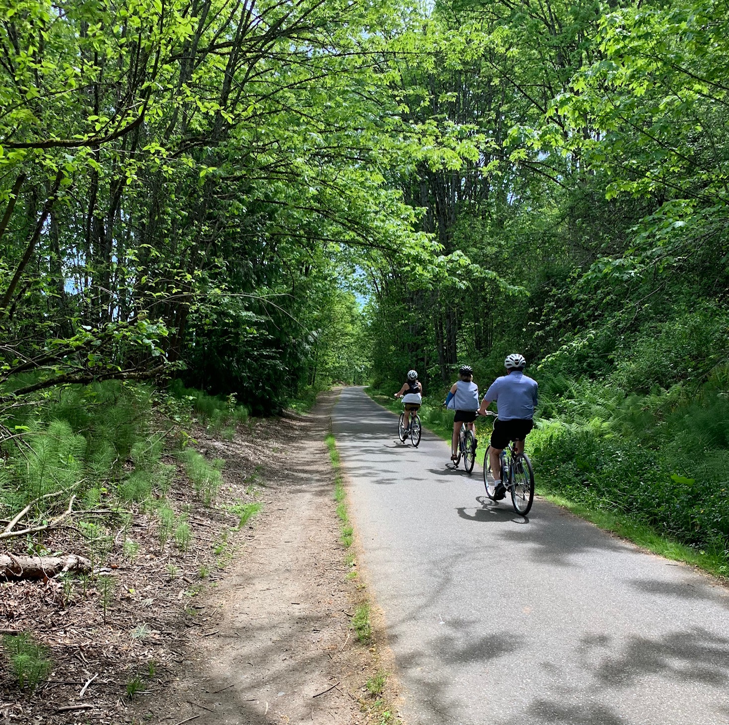 A photo of the bike tour on trail through trees.